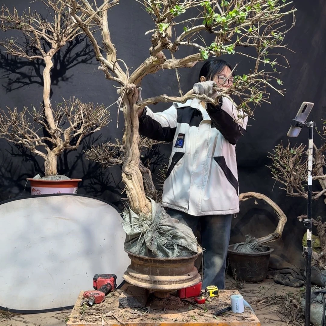 涛***金银花金银花金银花