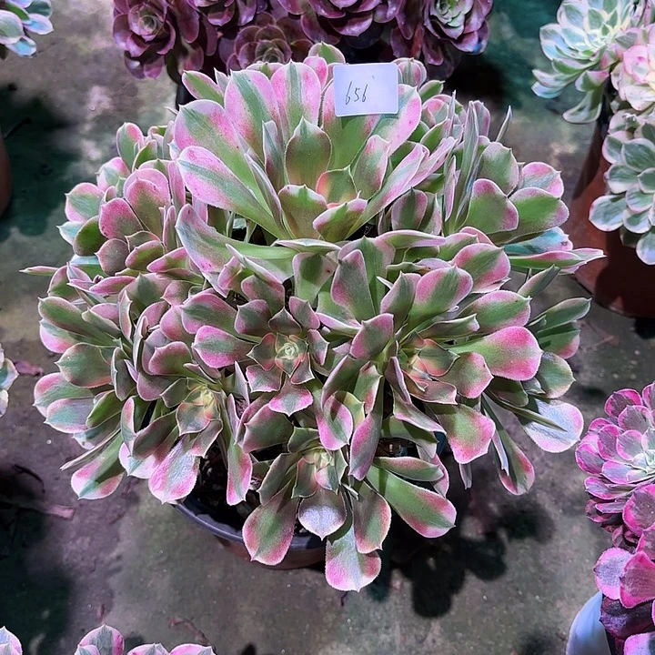 多肉植物香妃00656