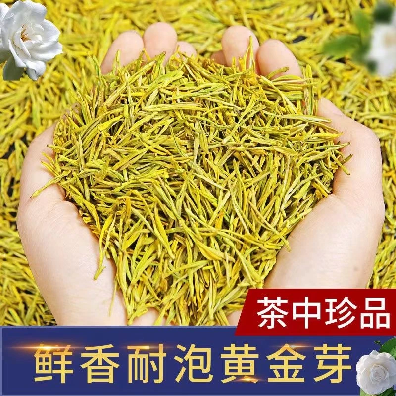 2025年雨前黄金芽正宗高豆香浓香茶叶耐泡口粮茶高山绿茶