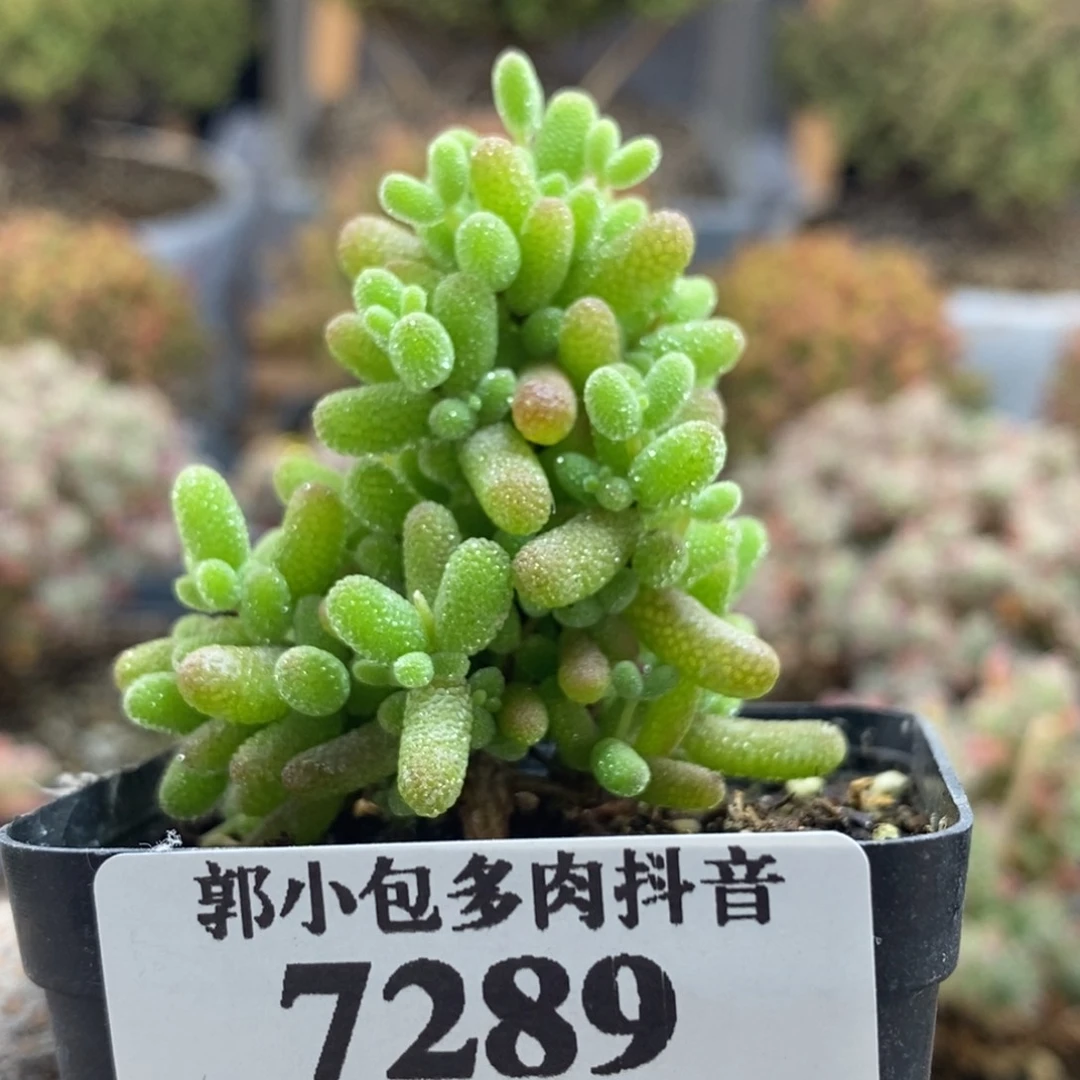 金橘糖球7289枝干番杏