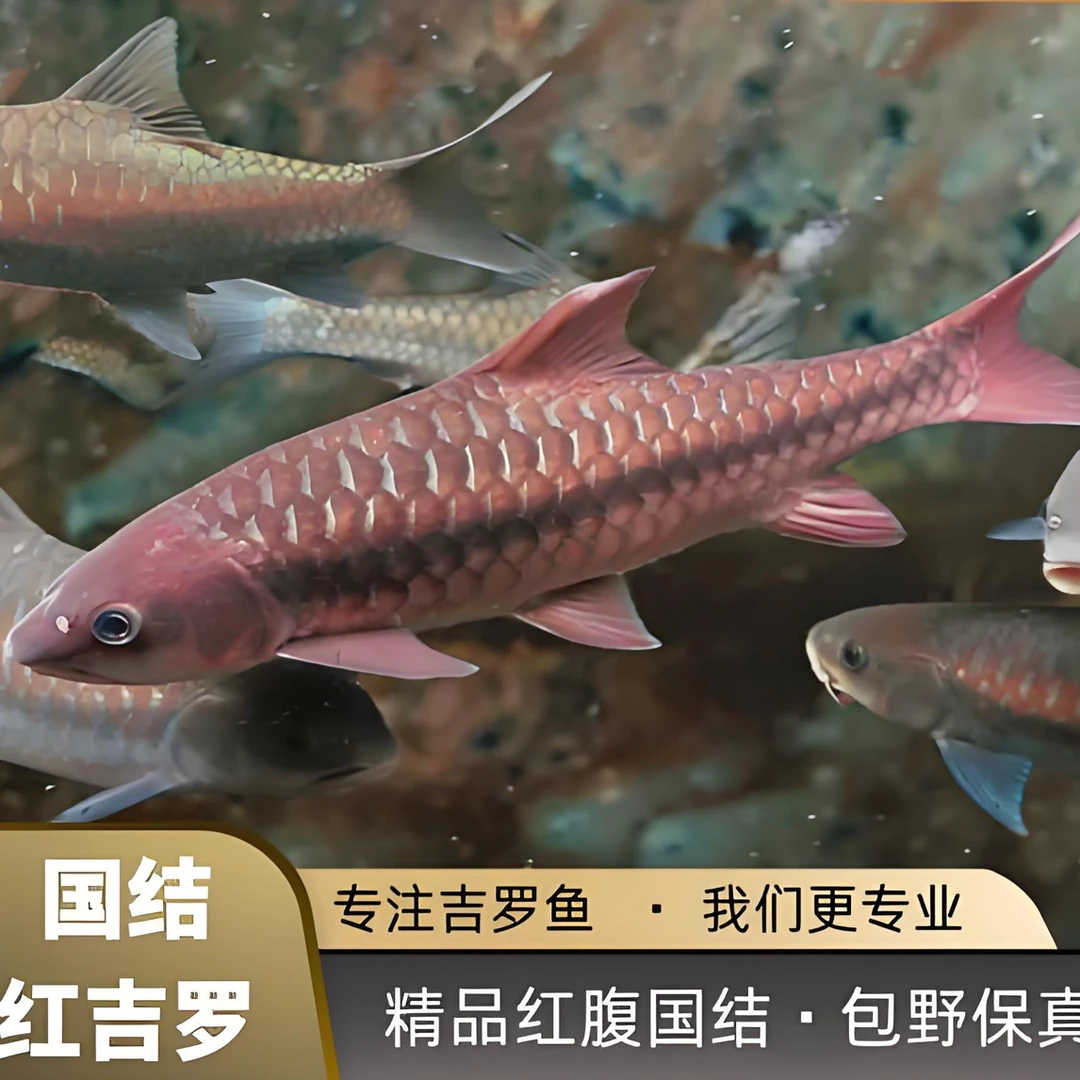 中国结鱼国结红吉罗原生观赏鱼苗蓝吉罗淡水鱼