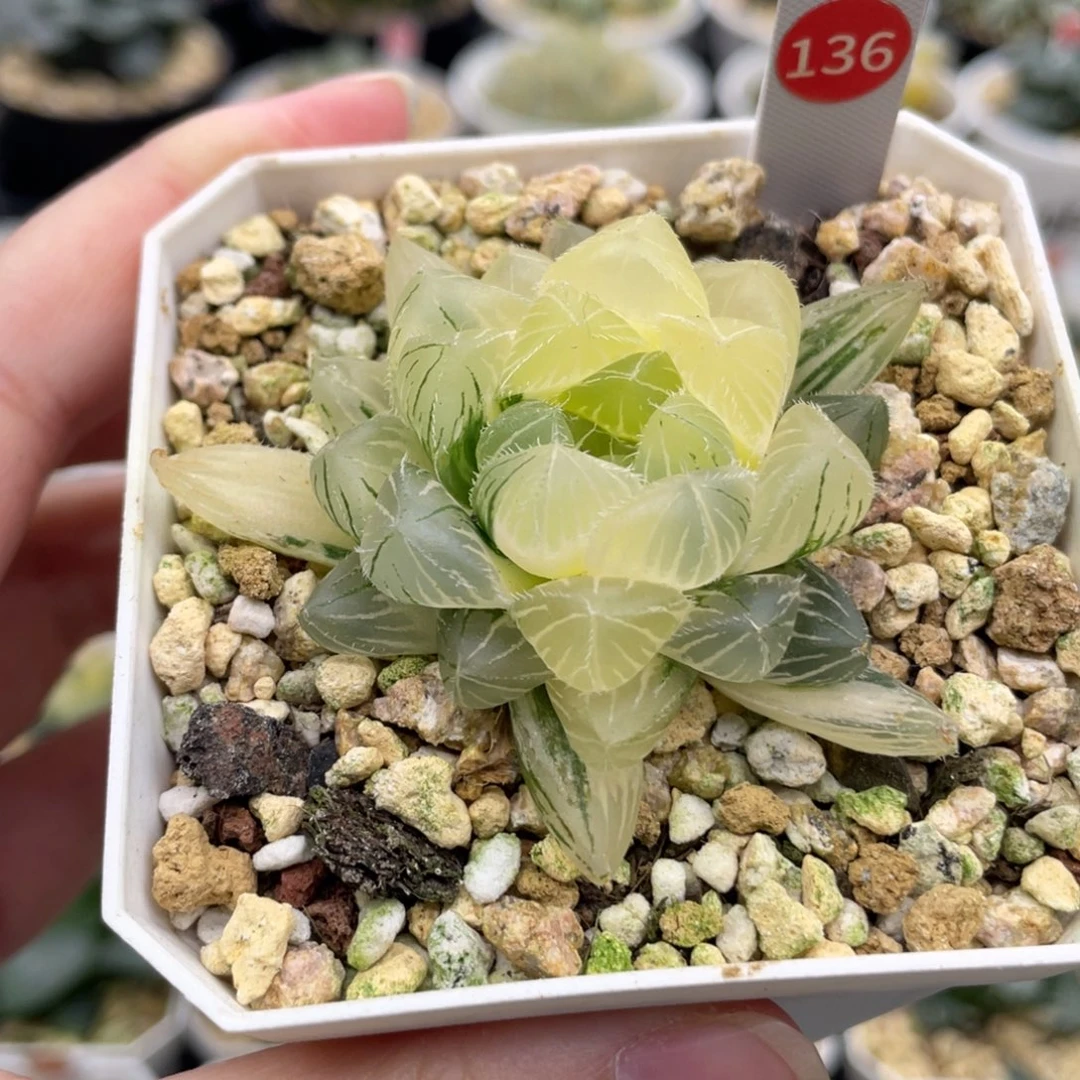 136 赤线锦 111111111