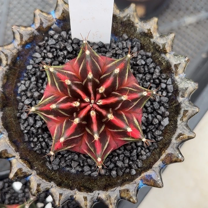 270-0614泰国发货多肉