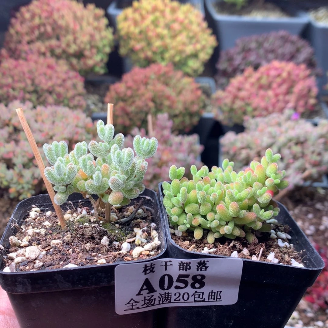 叮*猫058冰晶+蜜橘糖球 。    