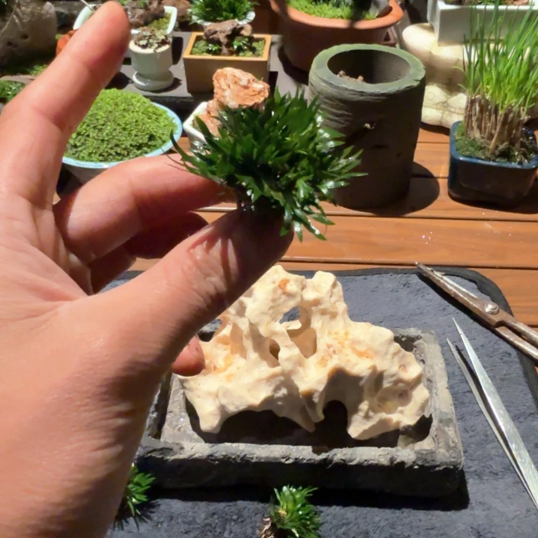 红陶贵船苔塑料盆。。