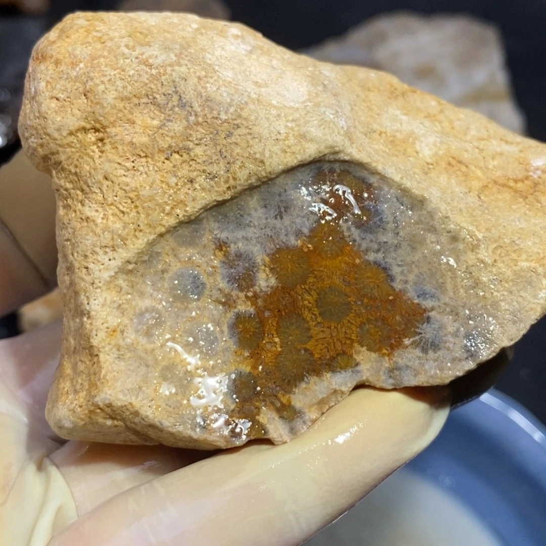 【闪购商品】硅化玉珊瑚玉未镶嵌