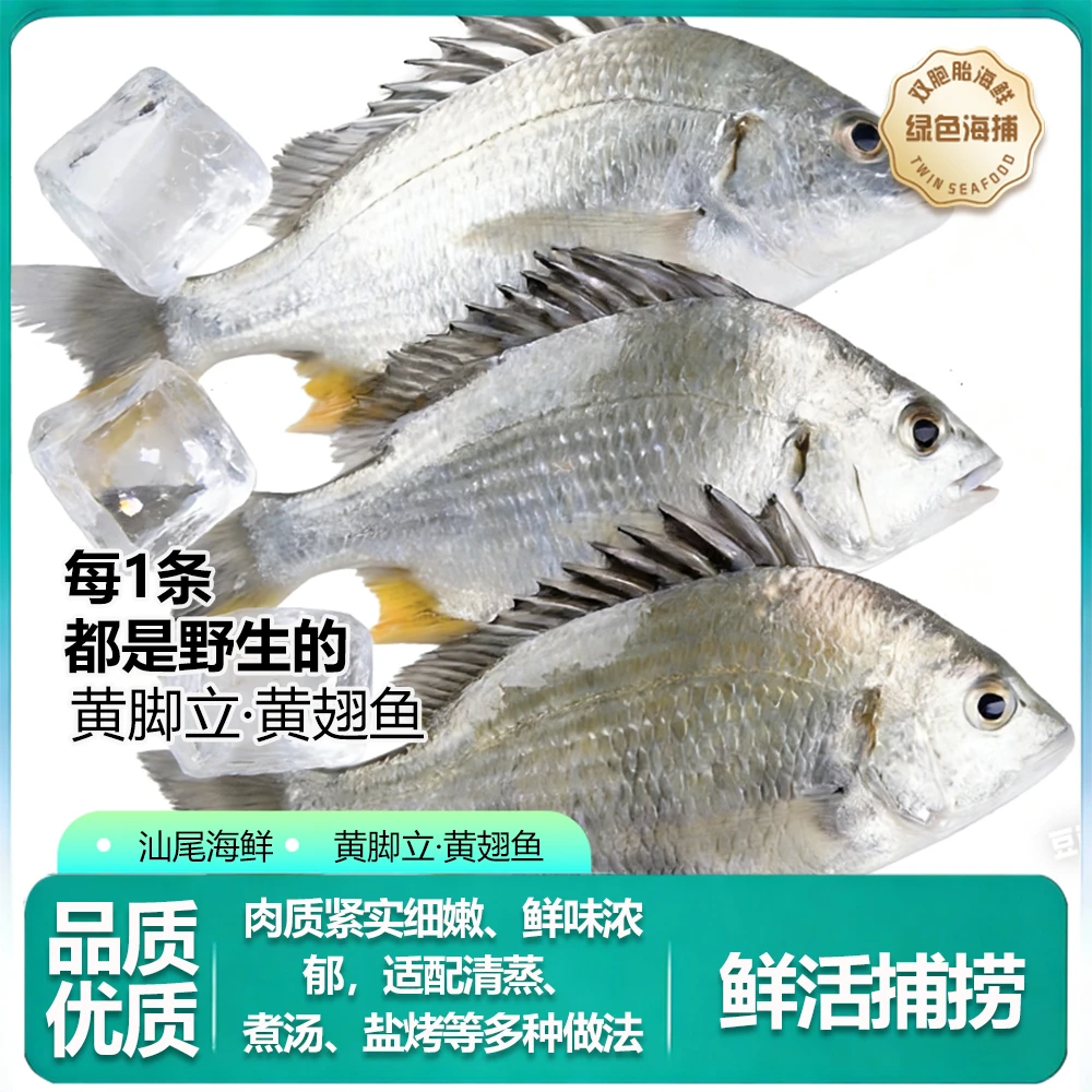 汕尾海鲜【黄脚立】野生海捕黄脚立鱼 黄立鱼黄鳍鲷鱼黄翅鱼海鱼
