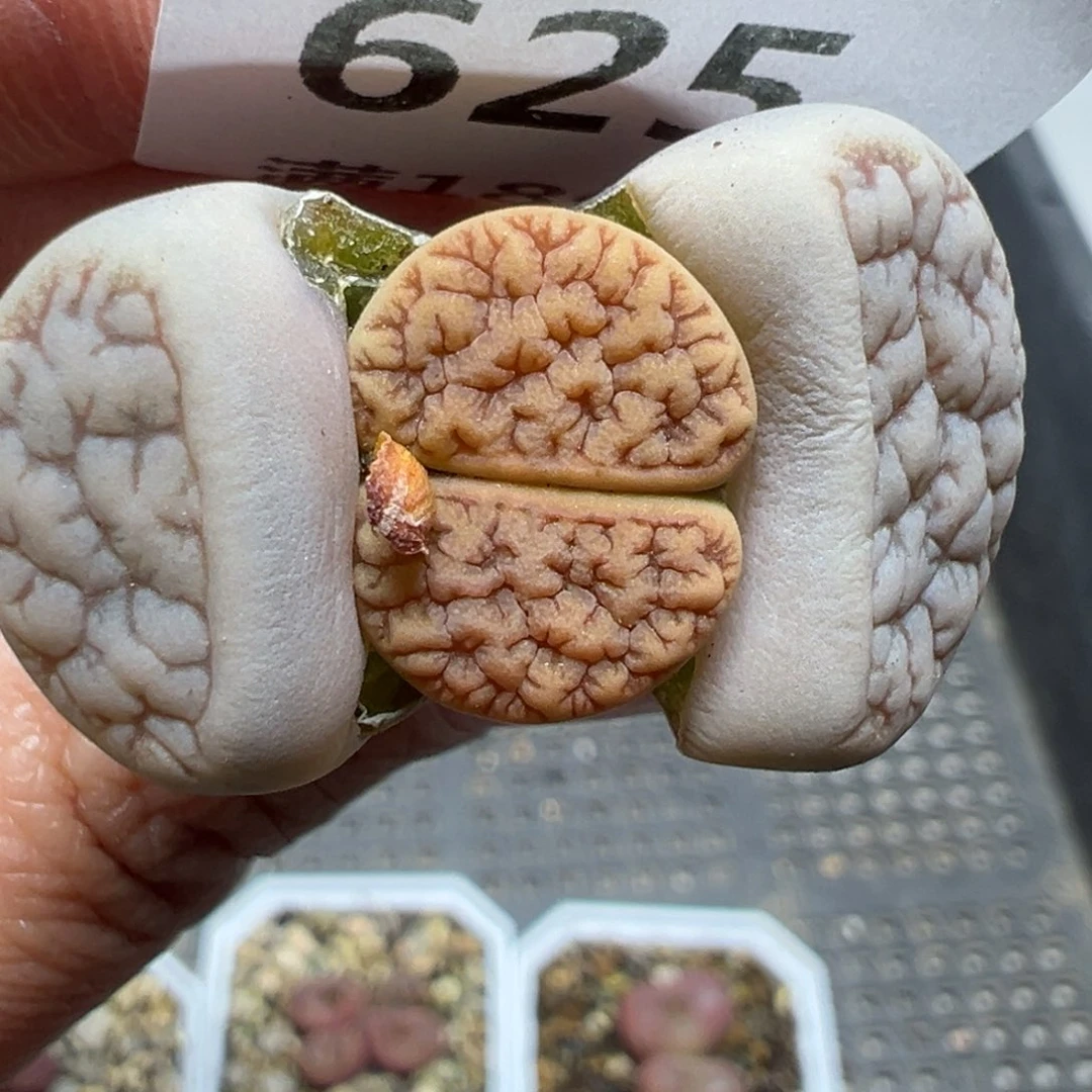 【闪购商品】625……