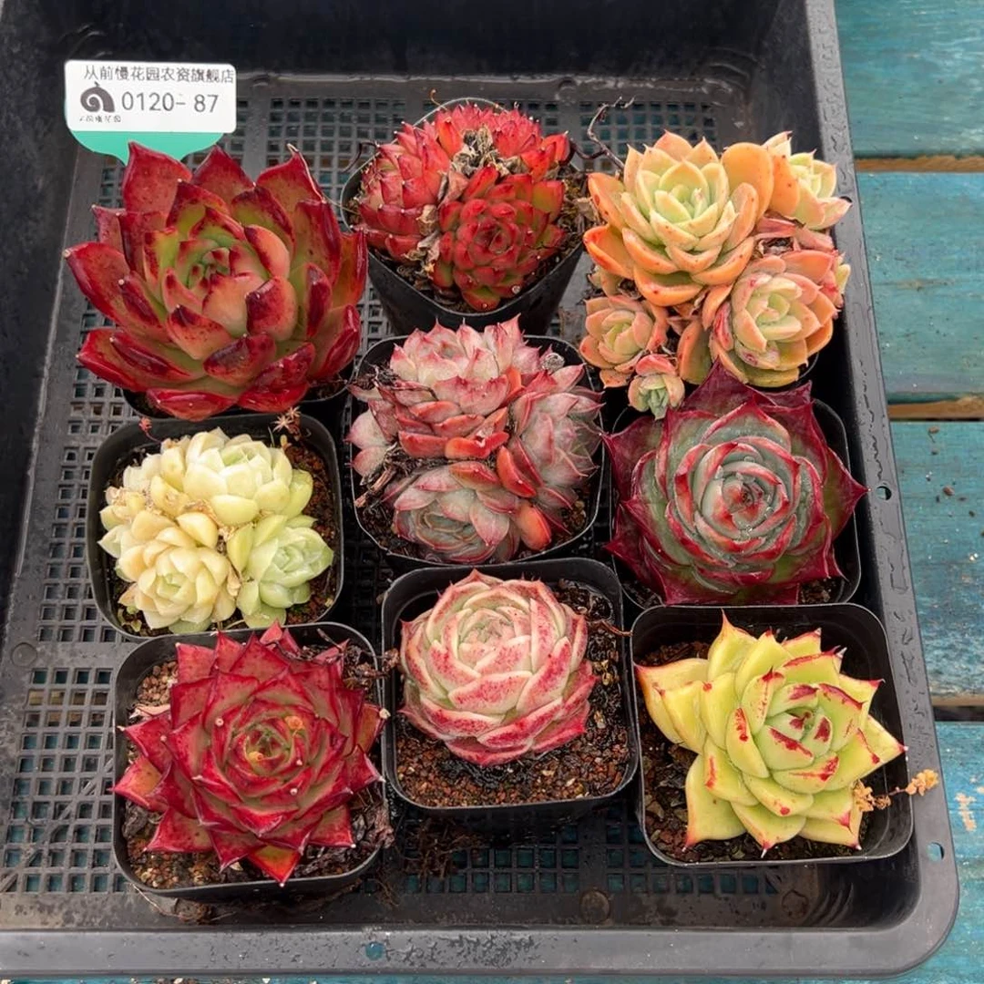 从前慢多肉精选编号0120.87