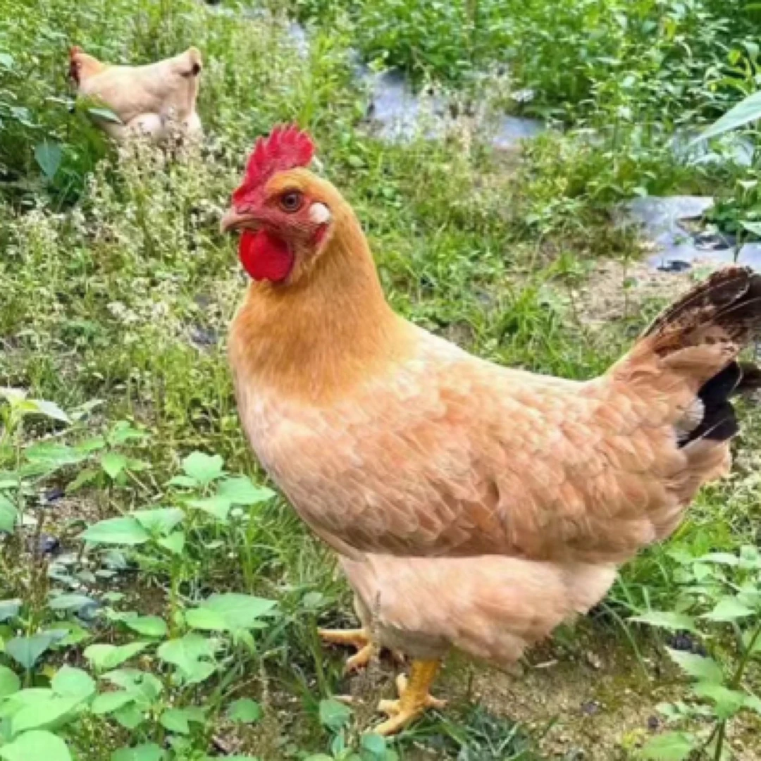 【宠物鸡】散养高产苏禽母鸡 产蛋王  包活包邮