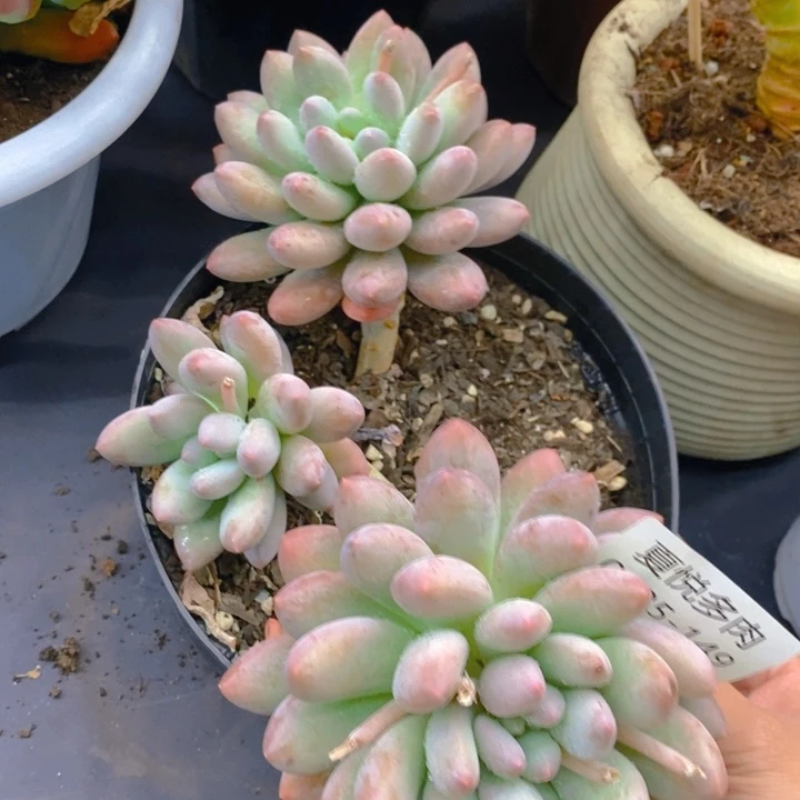 夏悦多肉 0225-149香所
