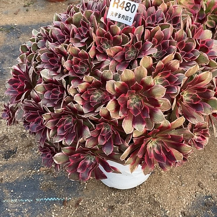 多肉植物幻莎480多肉