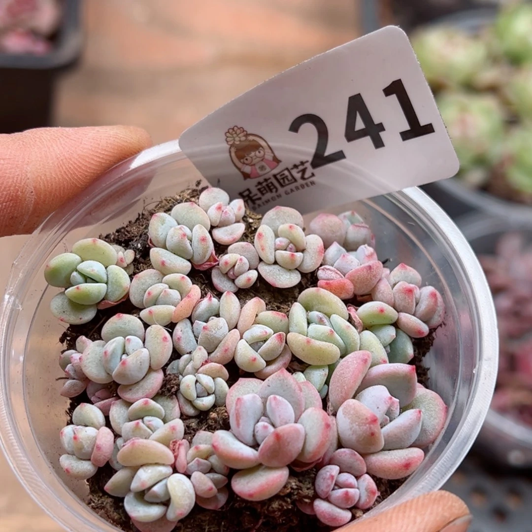 多肉植物多肉植物