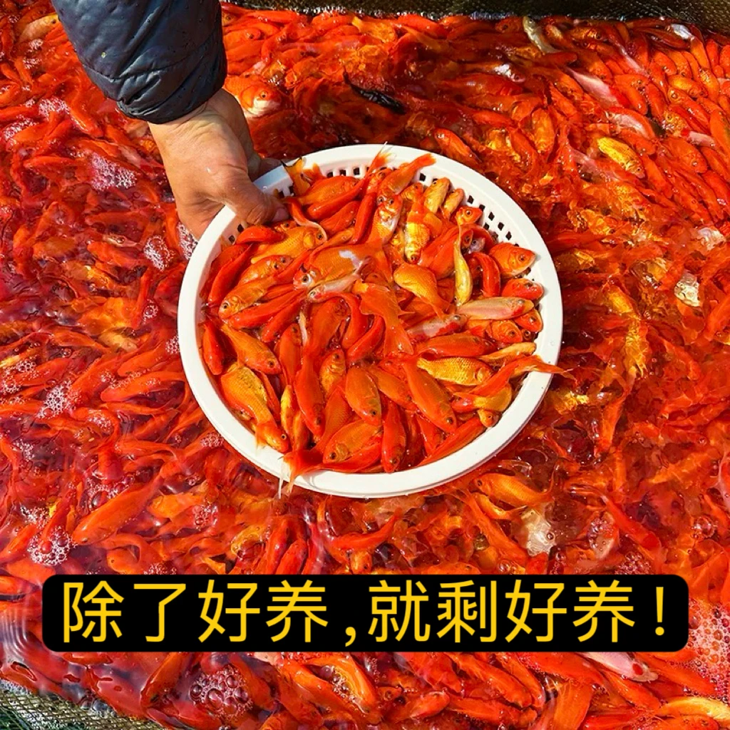 【包邮】火焰红多彩草金鱼 无需加温 好养类观赏鱼 可混养