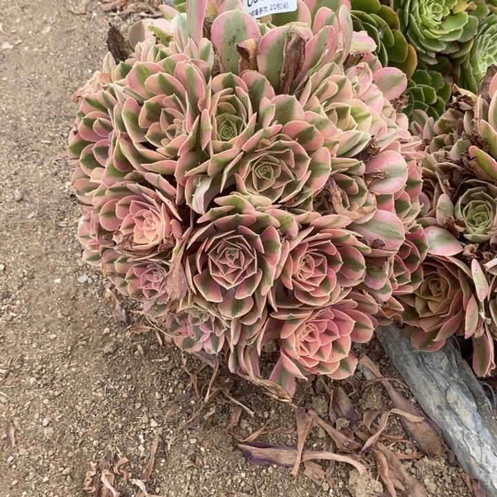 03342粉女巫多肉植物好