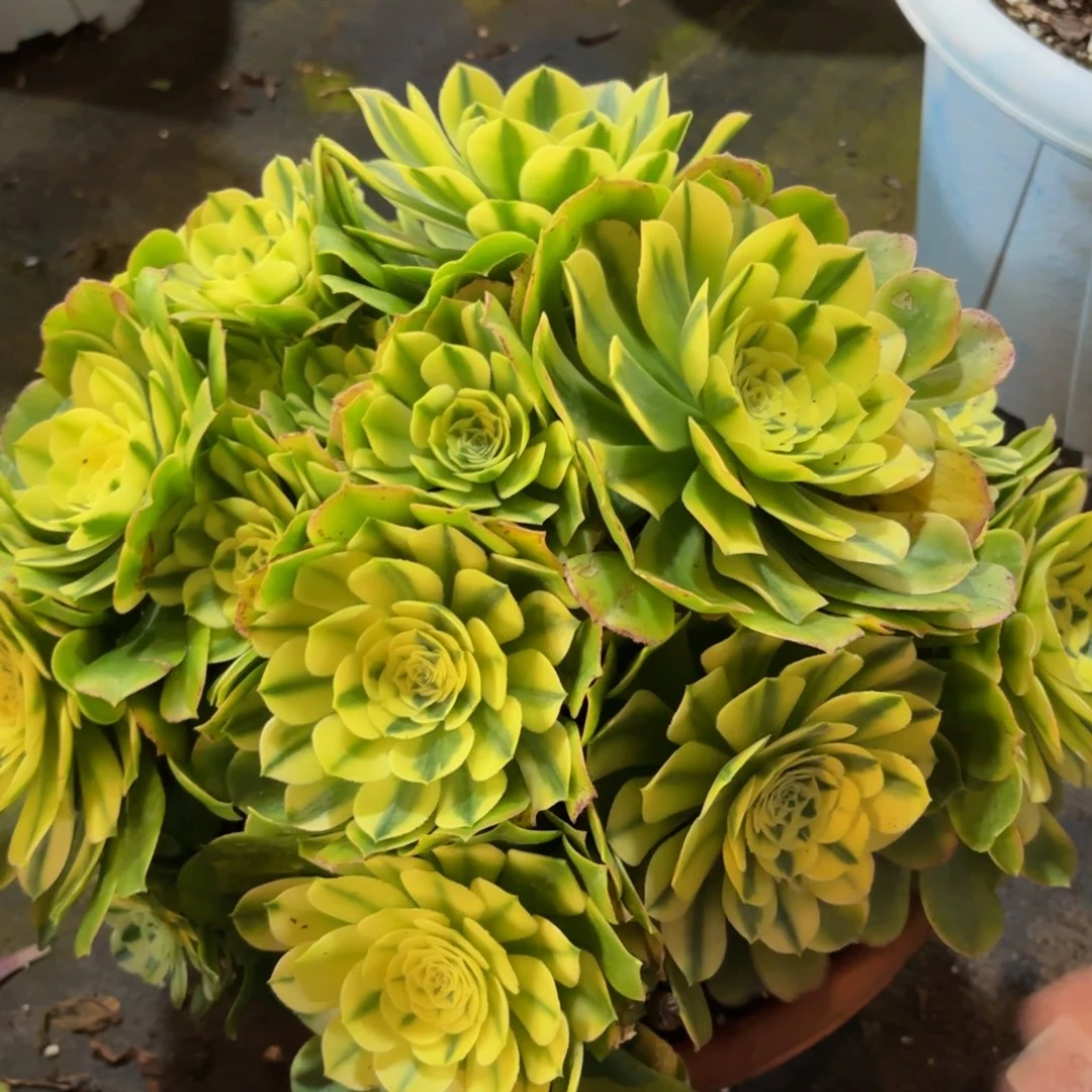 214多肉植物辛尼亚