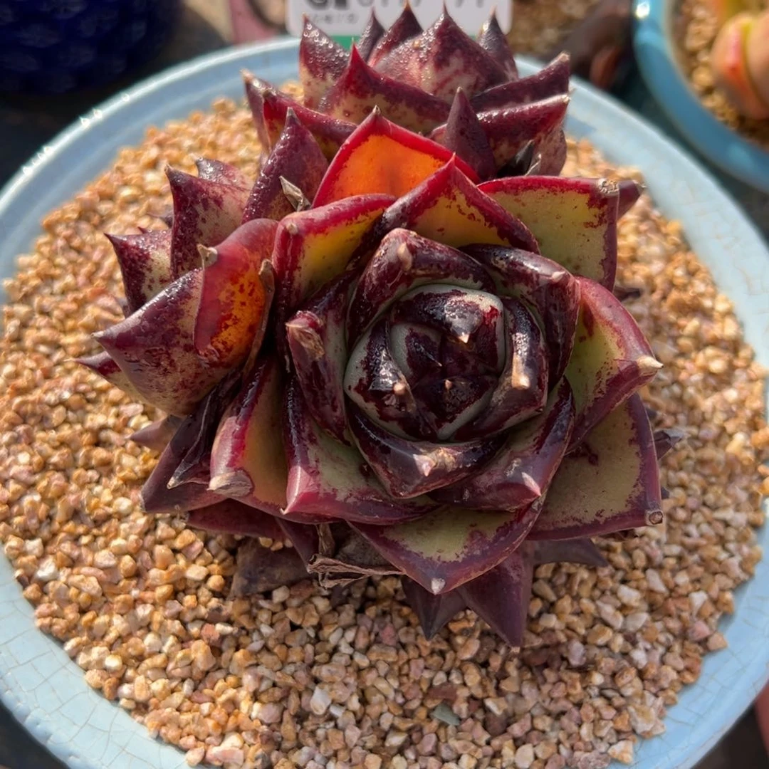 从前慢多肉精选编号0117.71