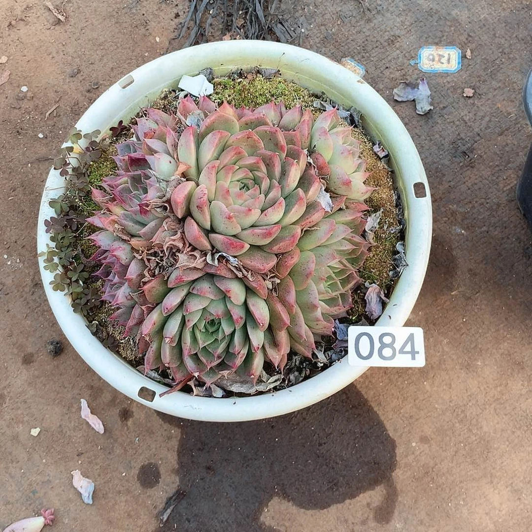 084杂一物一拍多肉