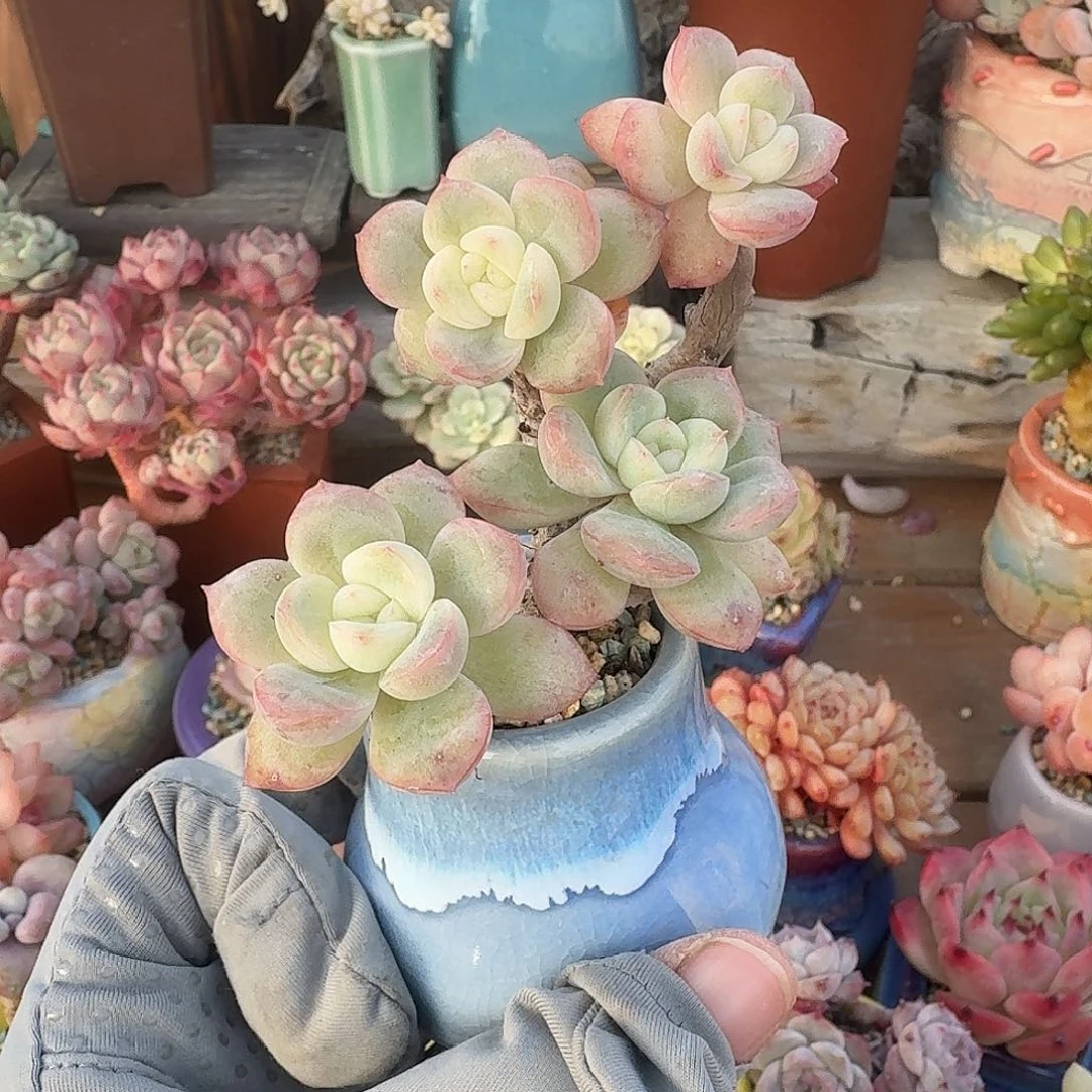 泡芙 多肉含盆土 一物一拍