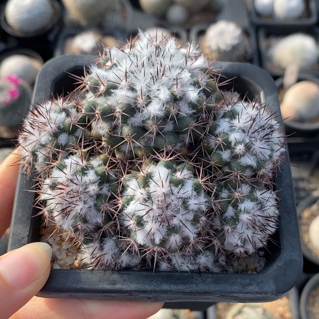 茶先群，大师专拍