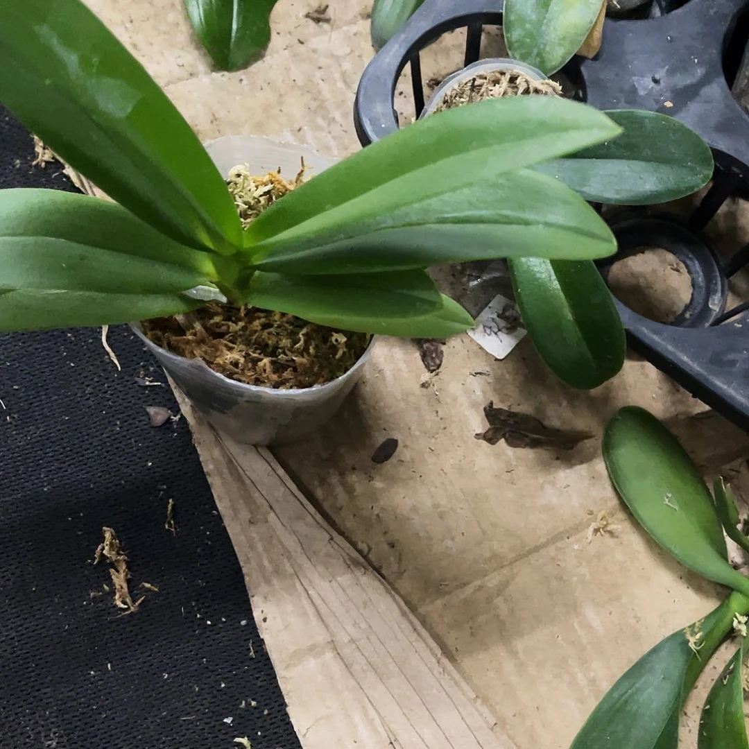 当前无花栽培后可以开花用****8蝴蝶兰小回紫