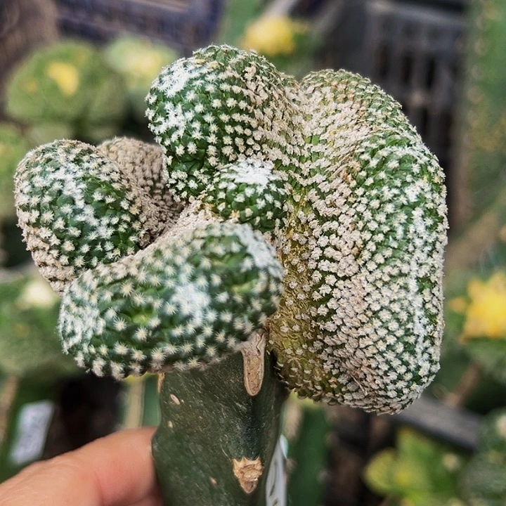 无花朵银牡丹缀化961