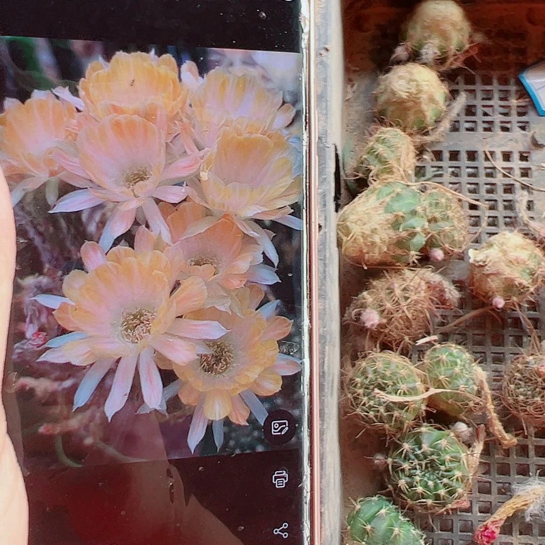 丽花36 侧芽 0000000