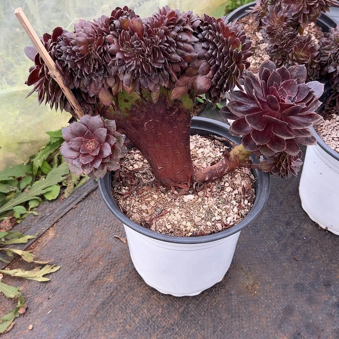 黑寡妇缀化老桩朵缀