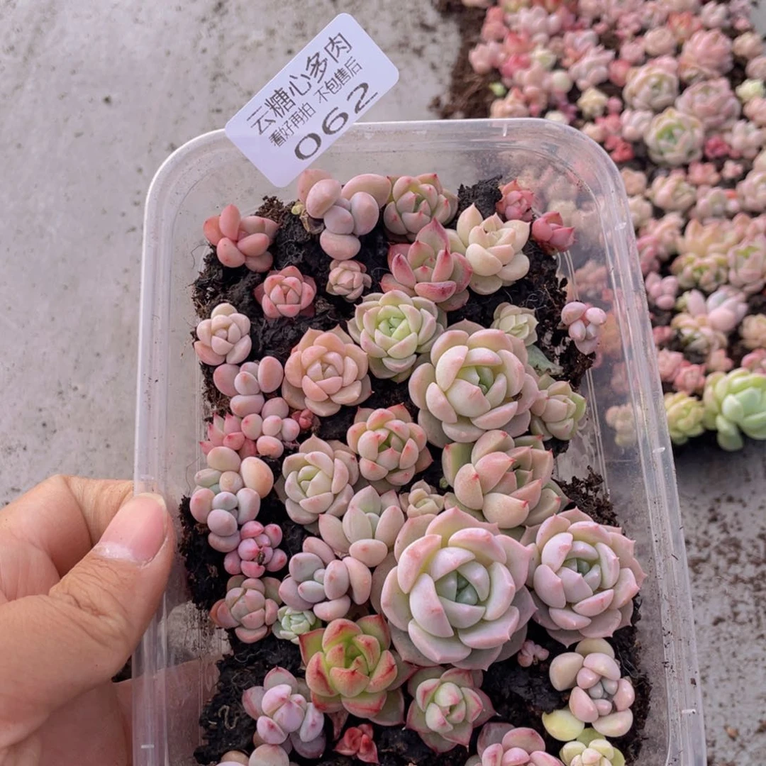 云糖心多肉植物62