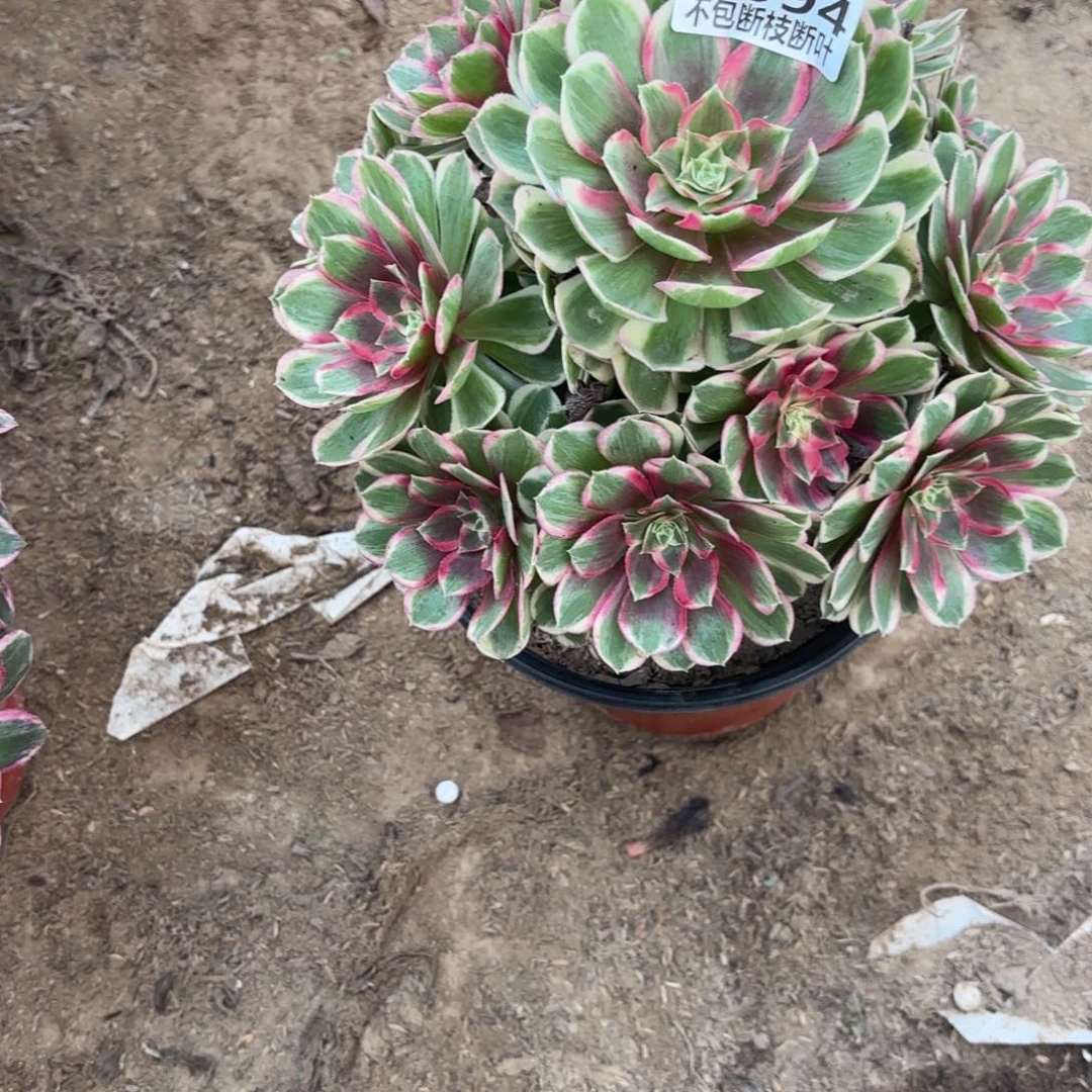 M. 094孔雀翎多肉233