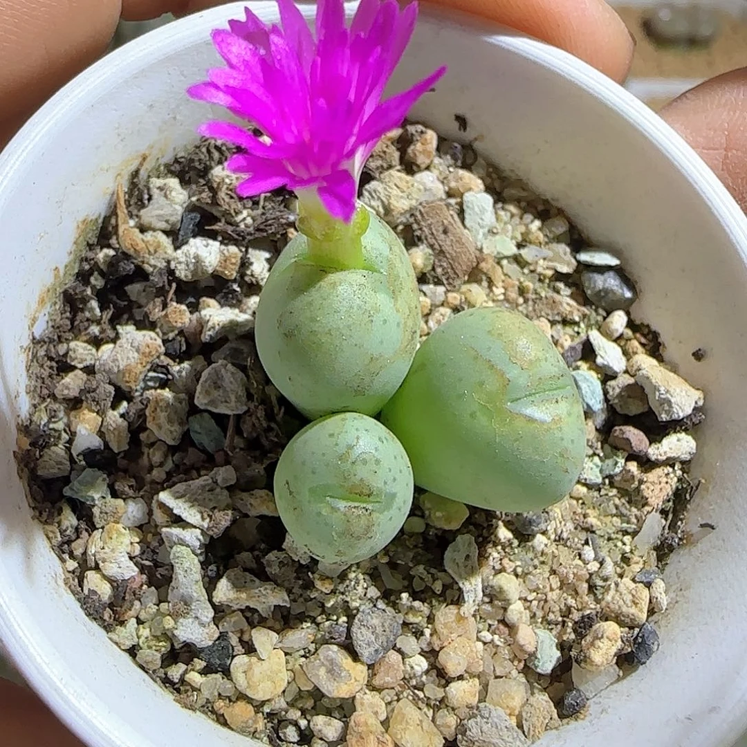 少将杂交粉花哦。      51479