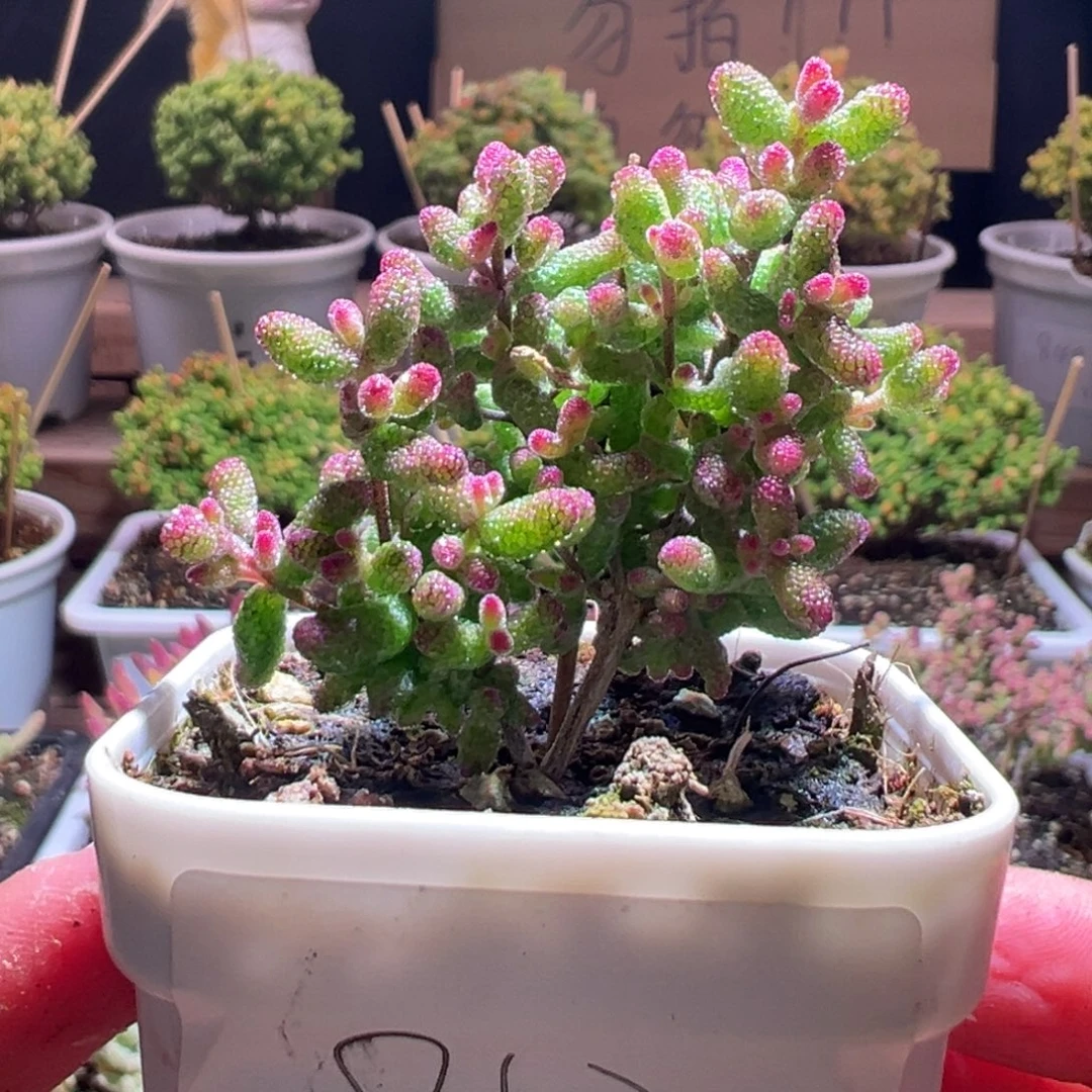 812花斑露一物一拍包开箱