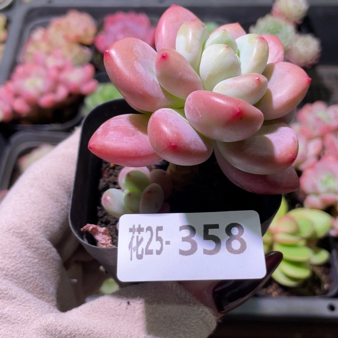 花利美25-358洛神