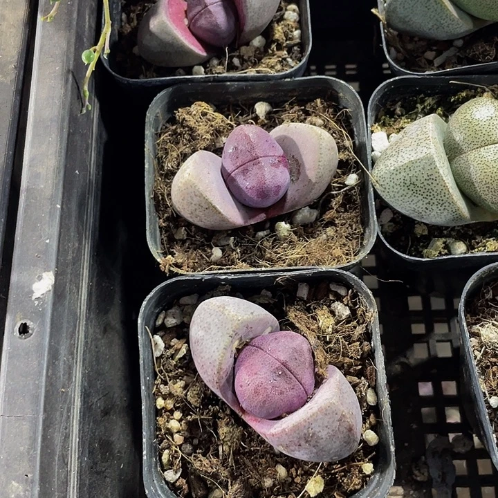 紫元宝带盆土发货