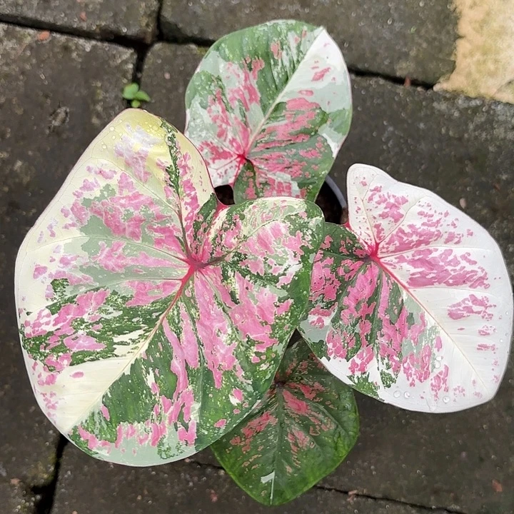 72-1015六月新娘彩叶芋泰国