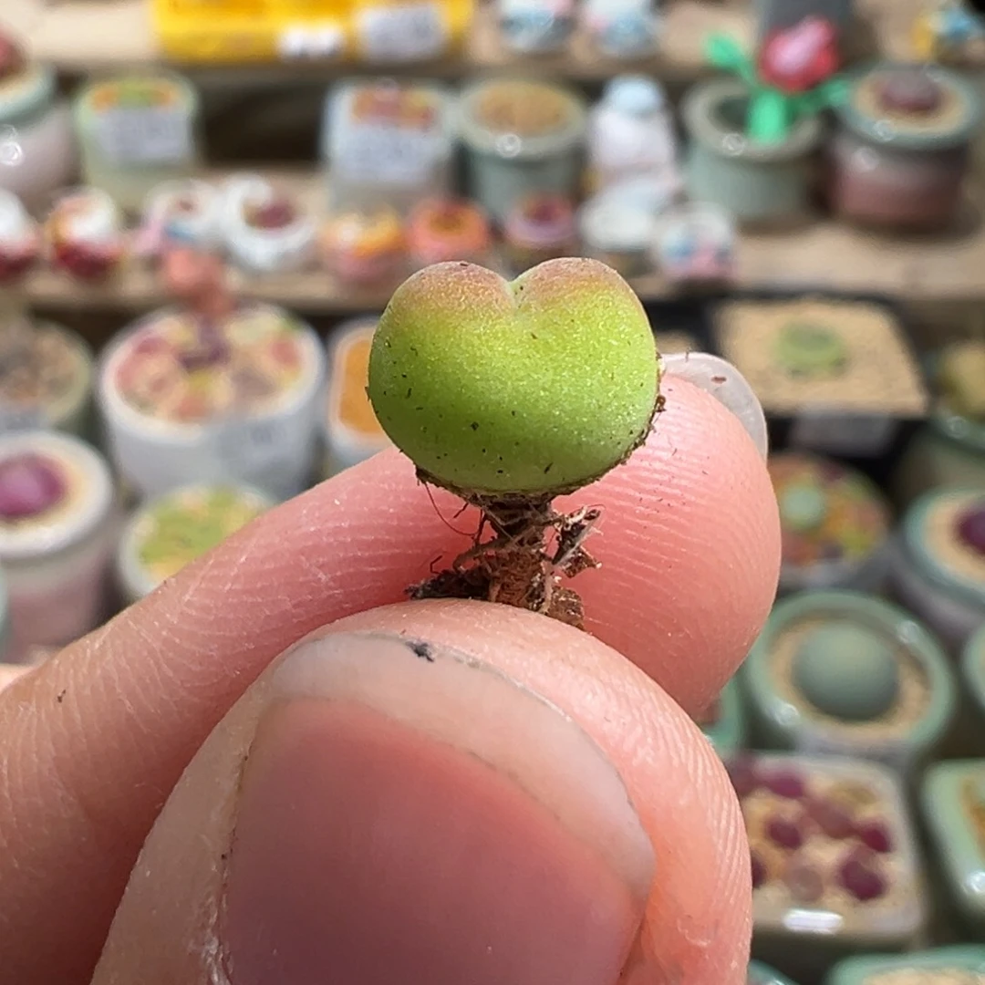 多肉植物240号毛毛