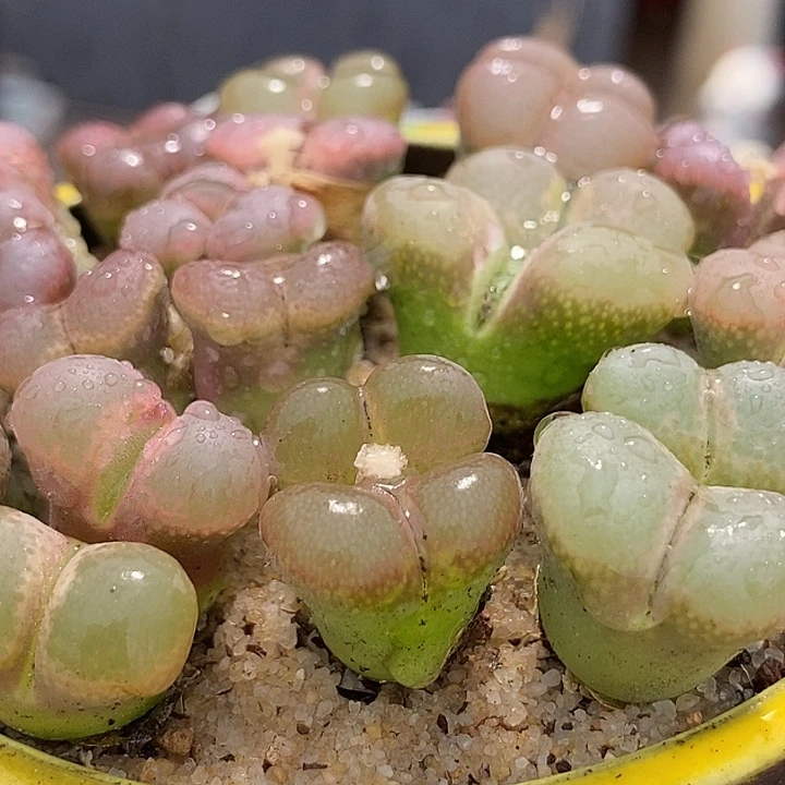 9531双头大翻窗风铃一颗