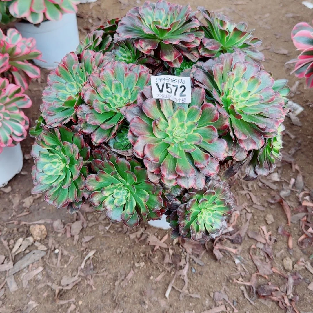 维纳斯发师572冠幅30