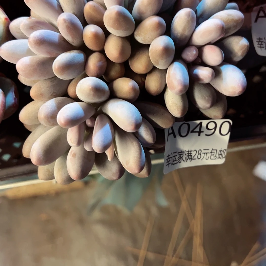 幸运的是我的朋友们一起