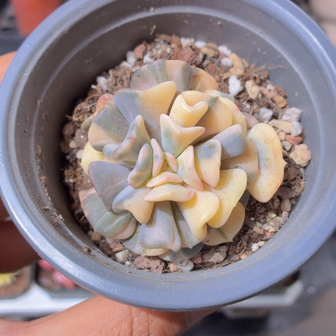 雪精灵锦多肉9.9包邮发货