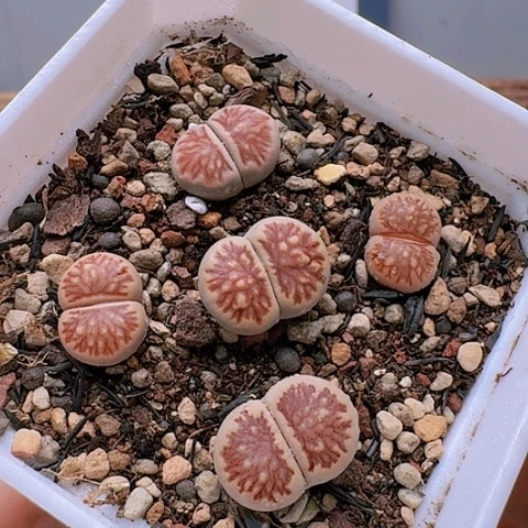 2084菊纹章菊花纹脱土发货