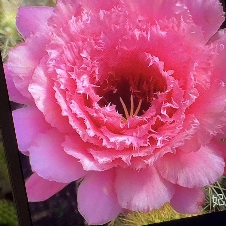 妃子笑侧芽5公分毛花柱