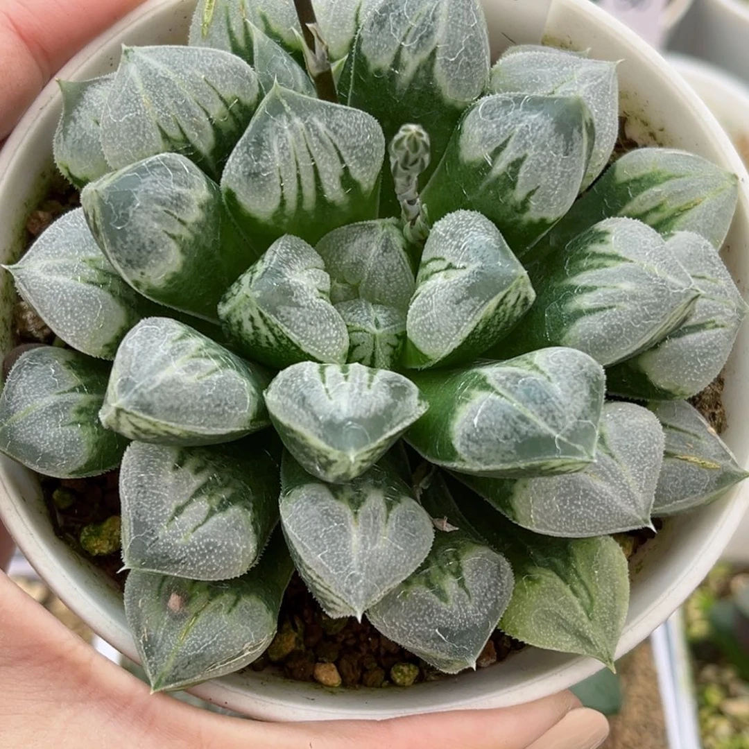 432大窗爱心寿哈哈哈哈哈哈哈