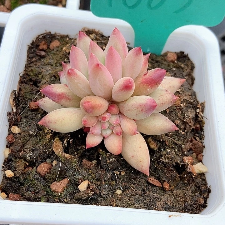 努***鹏多肉植物1603多肉