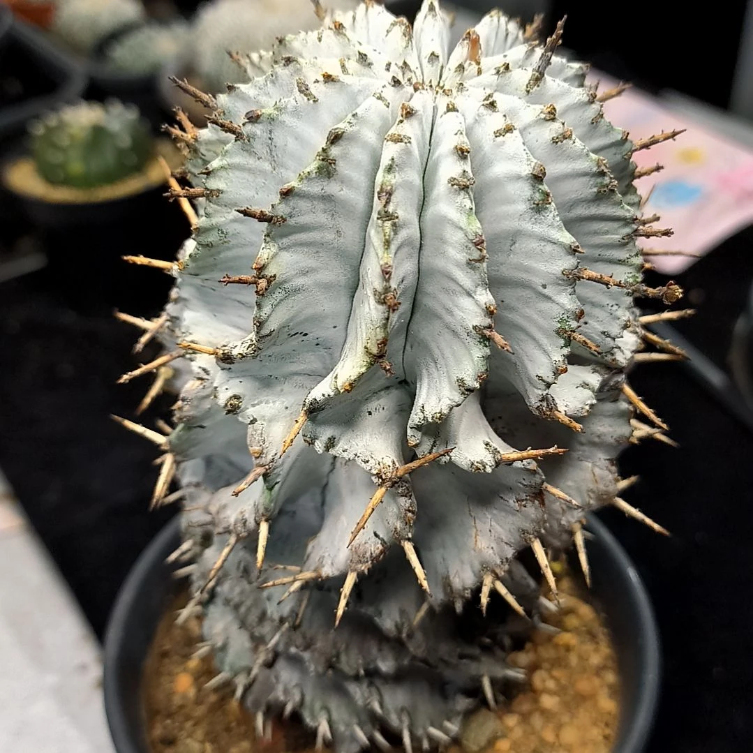 【闪购商品】白肌魁伟玉