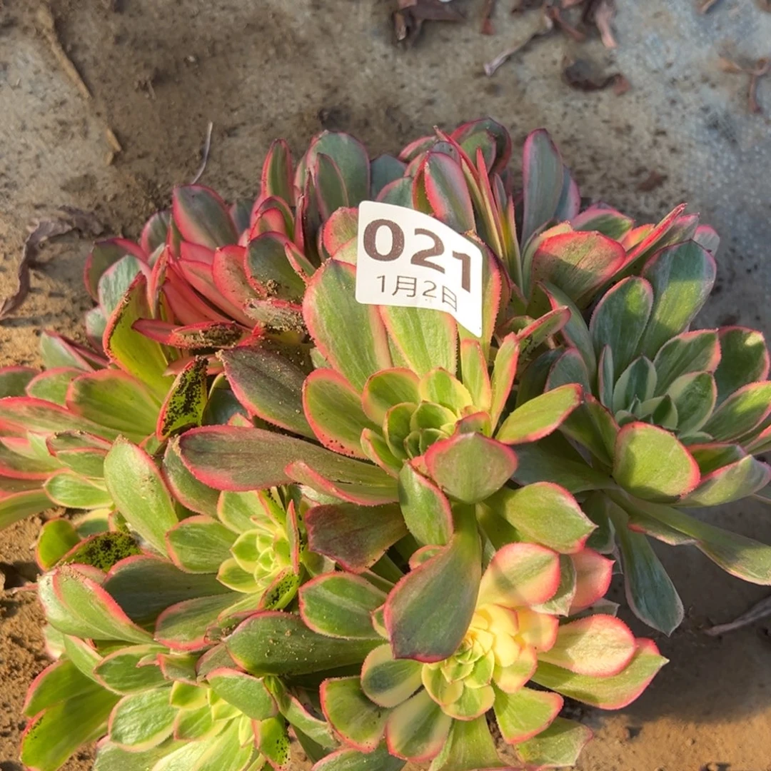 1.2-21黑魔锦多肉植物