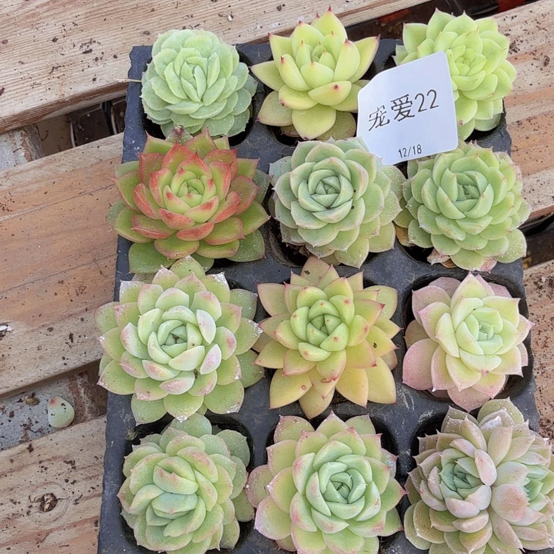 直播福利一物一拍22