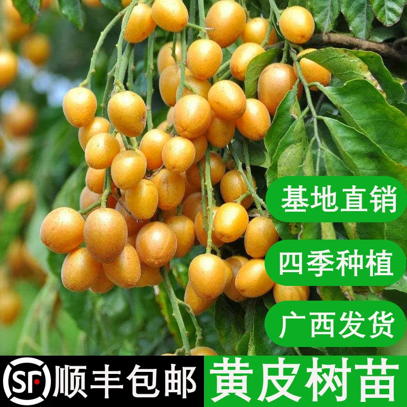 黄皮果苗黑黄皮苗贵妃黄皮鸡心嫁接果树苗南方四季庭院阳台盆栽