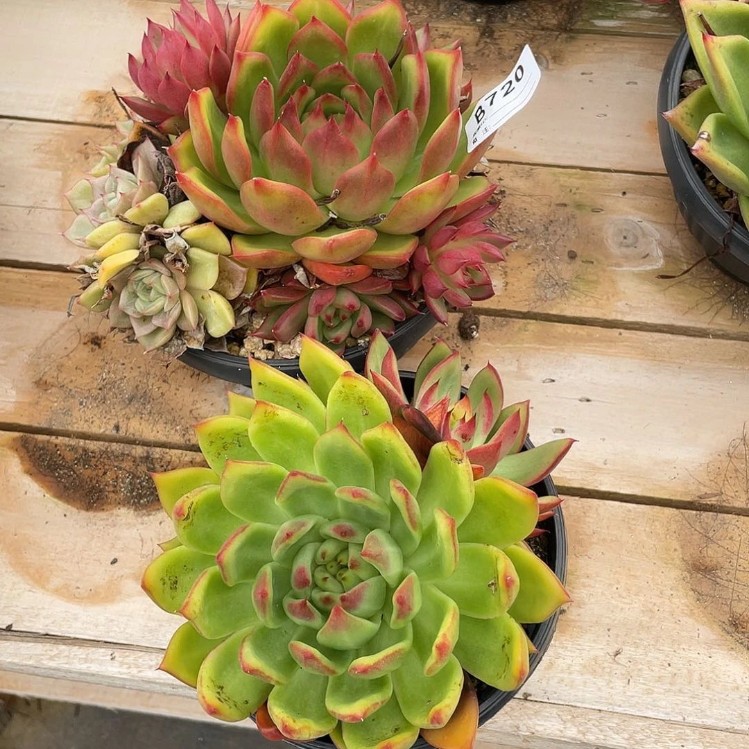 若如东云组拍B720