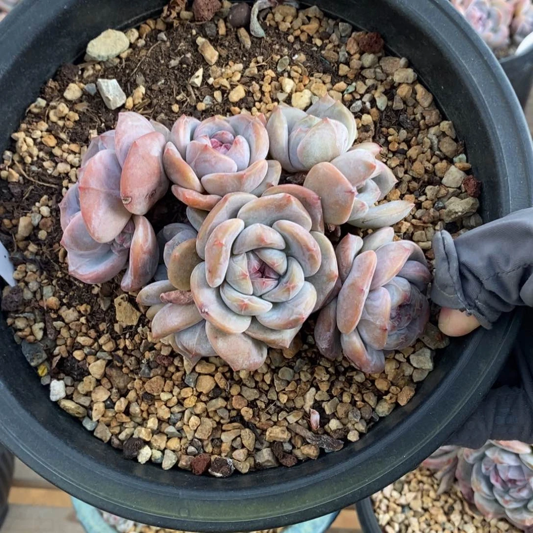 八头绿底紫心 脸朝上